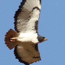 Augur Buzzard - (Buteo augur)