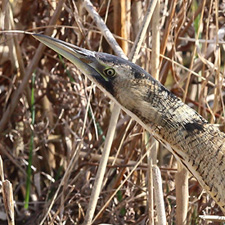 Eurasian Bittern