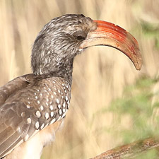 Southern Yellow-billed Hornbill - (Tockus leucomelas)