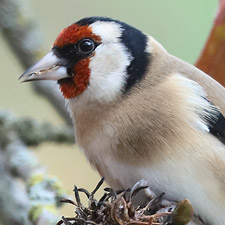 European Goldfinch - (
Carduelis carduelis)