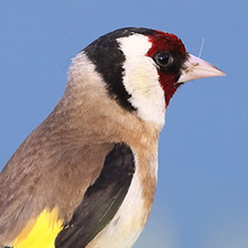 European Goldfinch - (Carduelis carduelis)