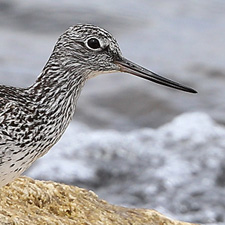 Chevalier aboyeur - (Tringa nebularia)