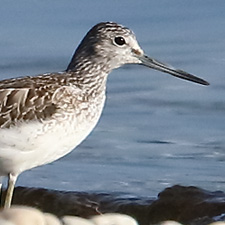 Common Greenshank - (Tringa nebularia)