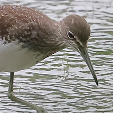 Chevalier culblanc - (Green Sandpiper)