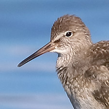 Common Redshank - (Tringa totanus)