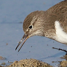 Chevalier guignette - (Actitis hypoleucos)