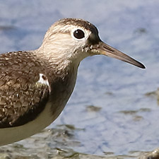 Common Sandpiper