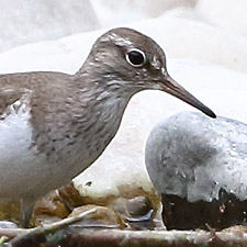 Chevalier guignette - (Common Sandpiper)