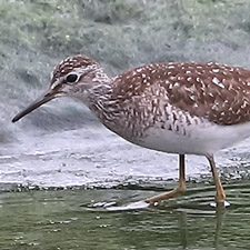 Wood Sandpiper - (Tringa glareola)