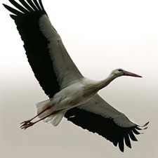 White Stork