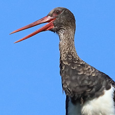 Black Stork - (Ciconia nigra)