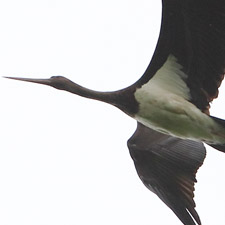 Black Stork - (Ciconia nigra)