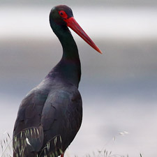 Black Stork - (Ciconia nigra)