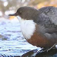 Cincle plongeur - (Cinclus cinclus)