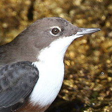 Cincle plongeur - (Cinclus cinclus)