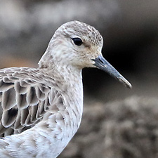 Combattant vari - (Calidris pugnax)