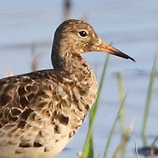 Combattant vari - (Calidris pugnax)