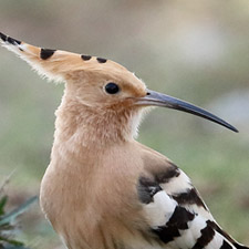 Common Hoopoe - (Upupa epops)