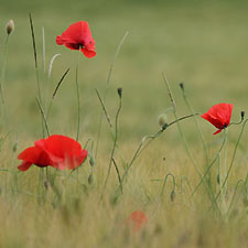 Champ de coquelicots