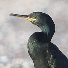 Cormoran hupp - (Phalacrocorax aristotelis)