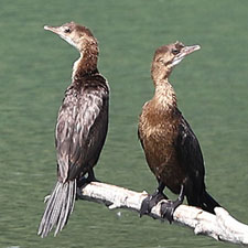 Cormoran pygme - (Microcarbo pygmaeus)