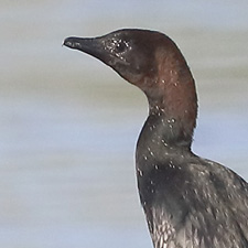 Cormoran pygme - (Microcarbo pygmaeus)