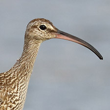 Whimbrel - (Numenius phaeopus)