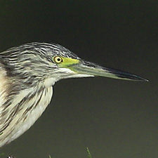 Crabier chevelu - (Ardeola ralloides)