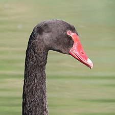 Cygne noir - (Cygnus atratus)