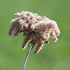 Une fleur aux allures de Dreadlocks