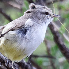 rmomle  croupion jaune - (Yellow-bellied Eremomela)