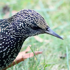 Common Starling - (Sturnus vulgaris)