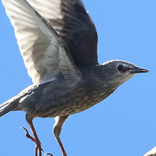 tourneau sansonnet - (Common Starling)