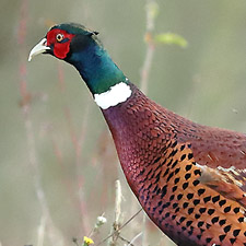 Faisan de Colchide - (Common Pheasant)