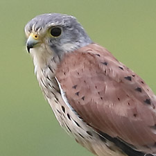 Faucon crcerelle - (Common Kestrel)