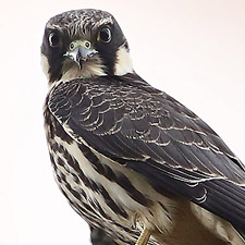 Eurasian Hobby