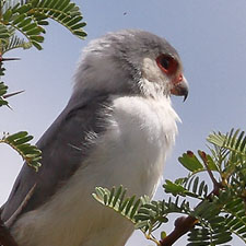 Fauconnet d'Afrique en Namibie