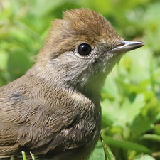 Fauvette  tte noire - (Eurasian Blackcap)