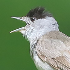 Eurasian Blackcap - (Sylvia atricapilla)