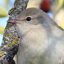 Garden Warbler - (Sylvia borin)