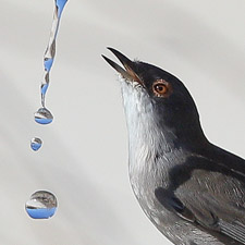 Sardinian Warbler - (Sylvia melanocephala)