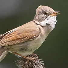 Common Whitethroat