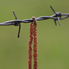 Fleurs de Noisetier