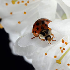 Fleurs de Cerisier