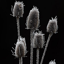 Fleurs givre