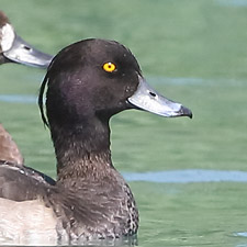 Tufted Duck