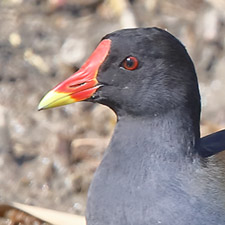 Gallinule poule-d'eau - (Common Moorhen)