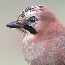 Geai des chnes - (Garrulus glandarius)