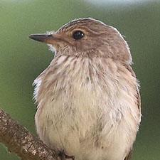 Gobemouche gris - (Muscicapa striata)