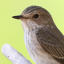 Spotted Flycatcher - (Muscicapa striata)